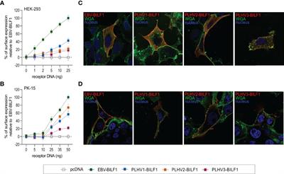 Epstein-Barr Virus-Encoded BILF1 Orthologues From Porcine Lymphotropic Herpesviruses Display Common Molecular Functionality